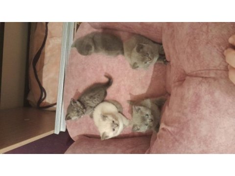British shorthair yavrularımız