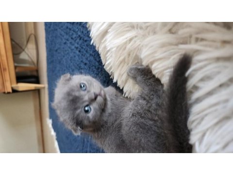 Scottish fold ve british yavrular rezervasyona hazır