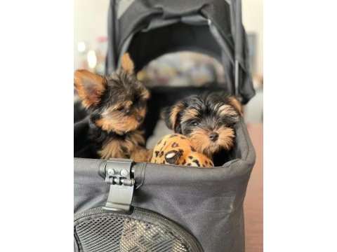 Yorkshire terrier dişi erkek teacup yavrularım