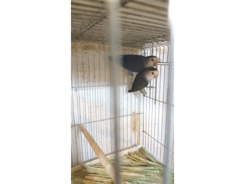 Sevda cennet papağanı yavrular