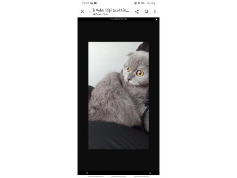 10 aylık dişi scottish fold