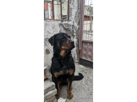 Dişi rottweiler 8 aylık