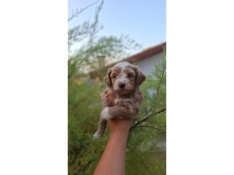 F1 0 numara maltipoo yavrularım geldi