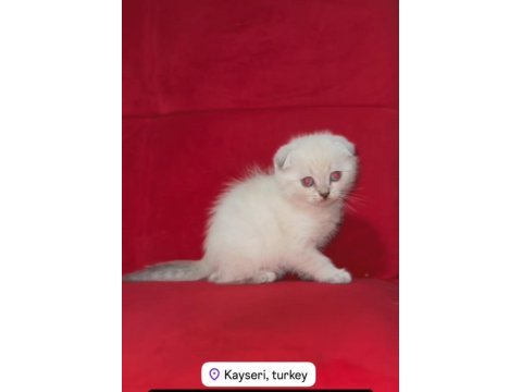Teslime hazır son yavru erkek scottish fold