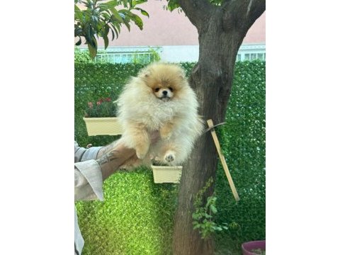 Pomeranian boo yavrumuz