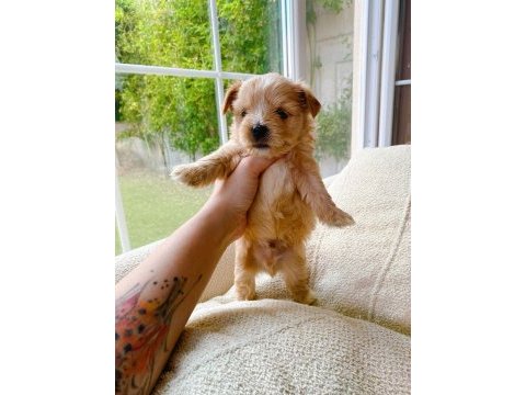 Petmode köpek çiftliğinden tea cup morkie yavrular
