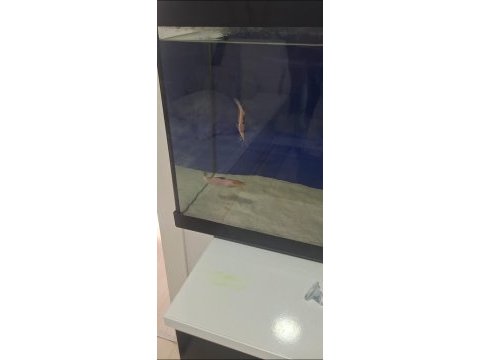 Benekli kedi balığı