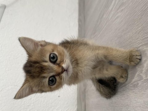 British shorthair black golden