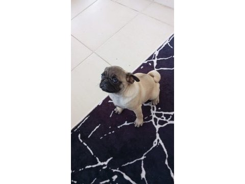 2 buçuk aylık dişi pug
