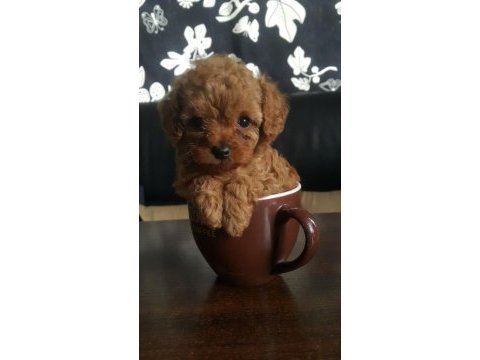 Küçük poodle prensesler
