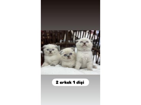 Scottish fold güzellikleri