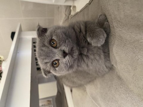 3 aylık erkek scottish fold