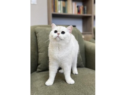 Kısırlaştırma şartıyla ücretsiz british shorthair