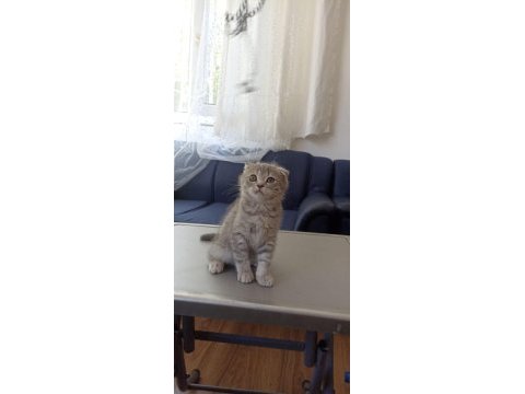Çok tatlı scottish fold kedileri