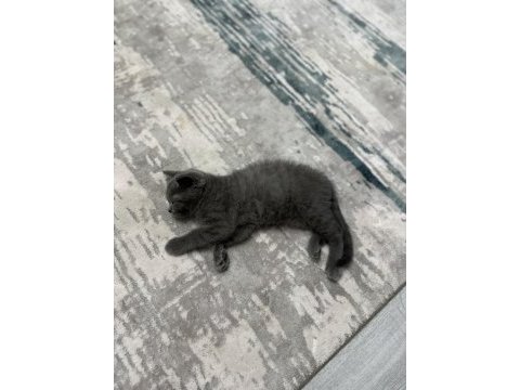3 aylık erkek british shorthair