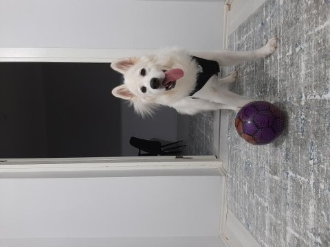 Ücretsiz samoyed sahiplendirme