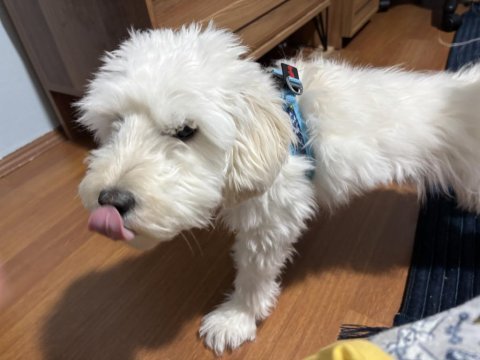 Ücretsiz tatlılar tatlısı maltipoo