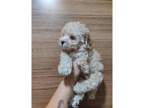 F2 duble dizayn baby maltipoo