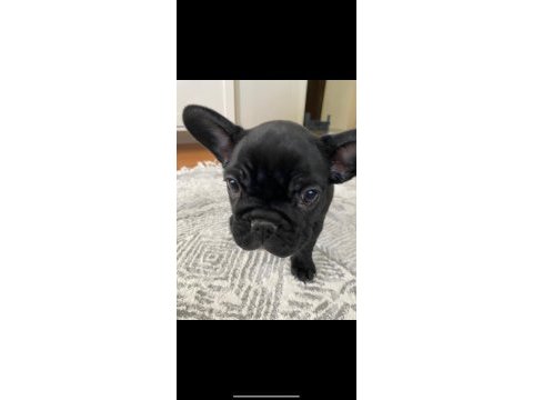 2 aylık french bulldog