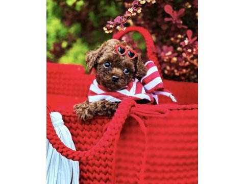 Toy poodle kore ultra minik yavrularımız