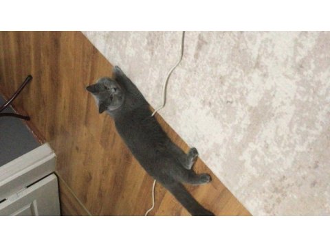 Full şecereli british shorthair oğlumuz dumana eş arıyoruz