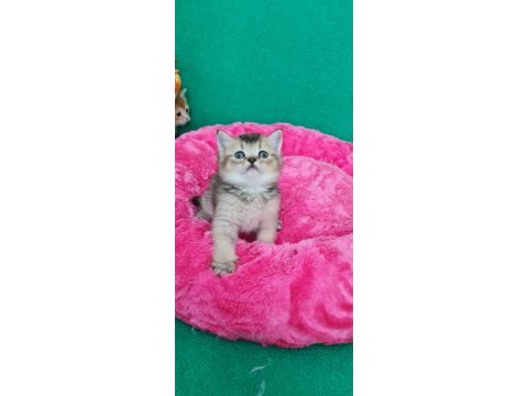 British shorthair yavrumuz sizleri bekliyor