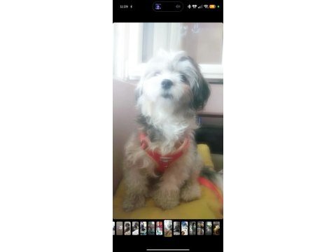 Uyguna dişi terrier