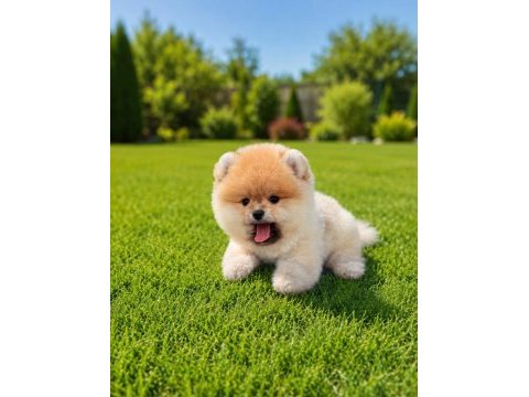 İzmirin pomeranian boo köpeği