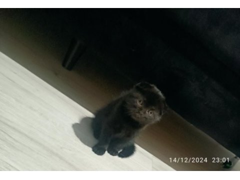 65 günlük scottish fold smoke