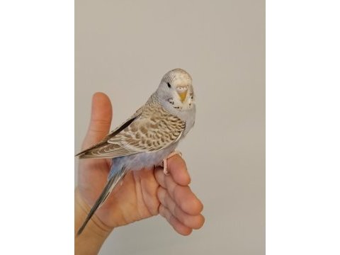 3 aylık dişi jumbo muhabbet