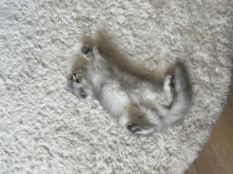 Ücretsiz british longhair