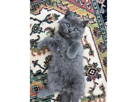 Safkan duman british erkek