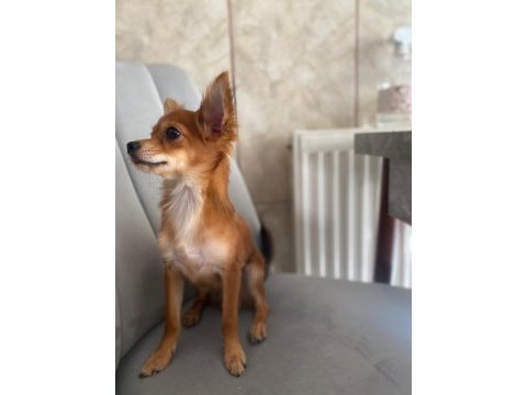 Sevecen minik pinscher