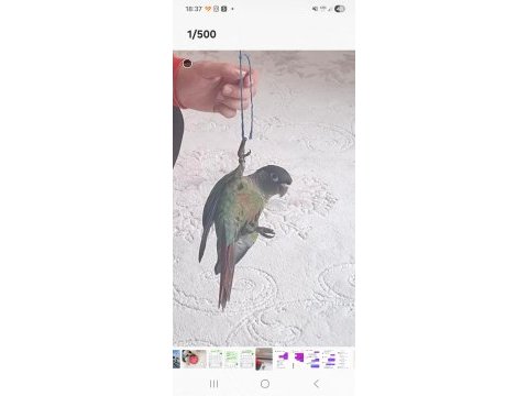 5 aylık el besleme yeşil yanak konur papağanı