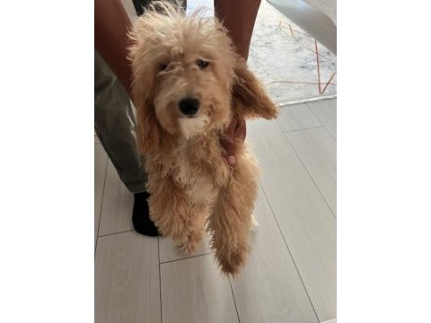 Sahiplendirmek toy poodle