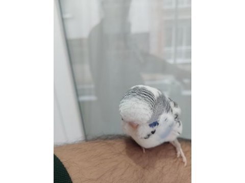 Yavru yeme düşmek sağlıklı jumbo muhabbet kuşu
