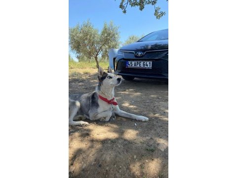 Sibirya kurdu husky takas düşünülür