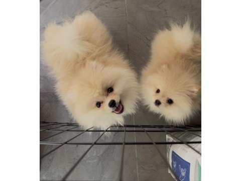 Pomeranian boo 3 aylık erkek