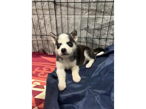 Husky yavrularımız yeni ailesini bekliyor
