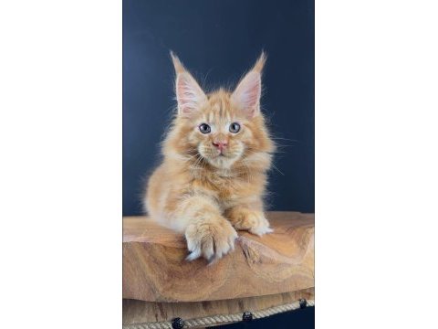 Gerçek xxl maine coon muhteşem kırmızı erkek