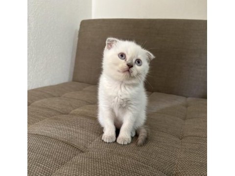 Blue point british shorthair kızımız