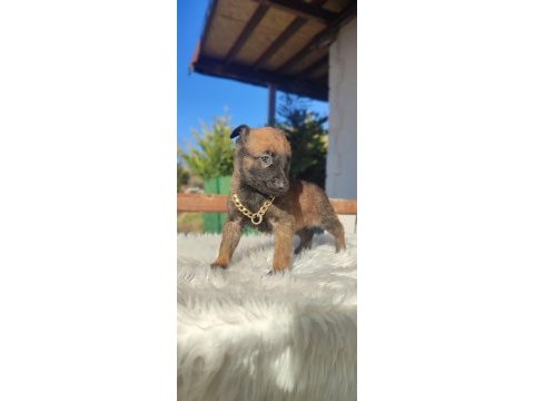 Scr li belçika kurdu yavrularım
