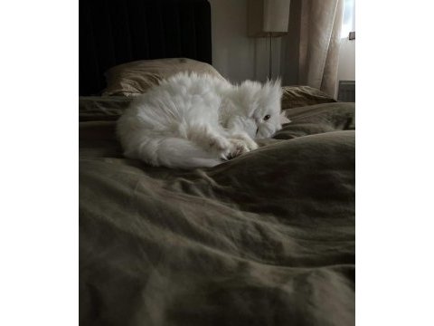 Chinchilla safkan erkek 1 yaşında