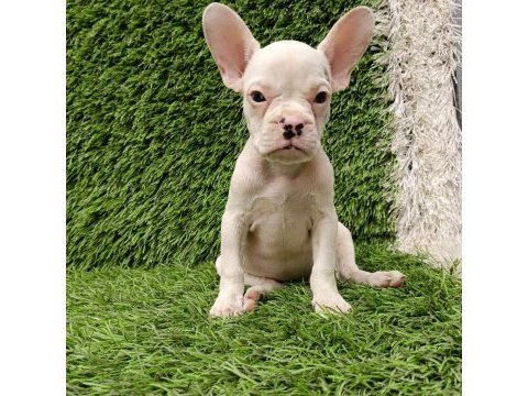 French bulldog harika güzellikler