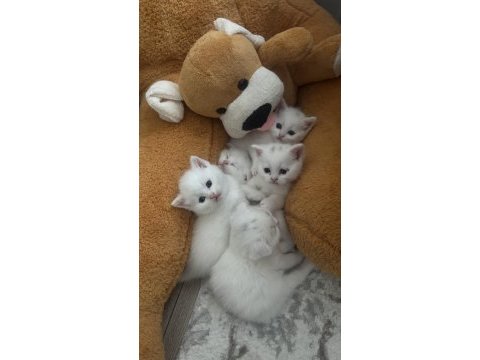 Böyle british shorthair güzellik yok