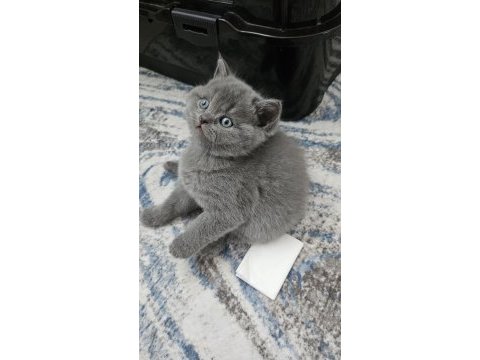 Gri brıtısh shorthair yavrularım 