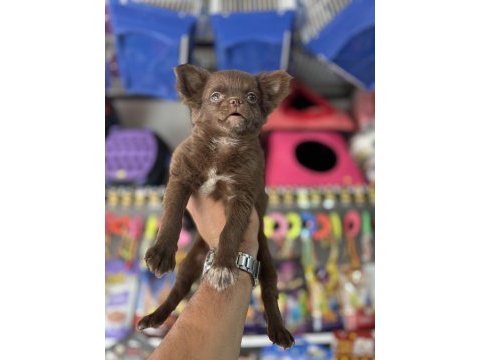 Kalite isteyene çikolata longhair chihuahua bebekler
