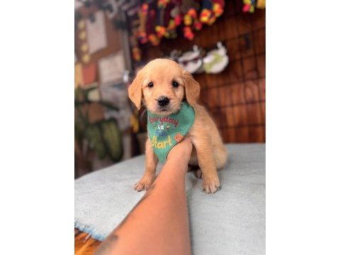 Her ailenin hayali golden retriever bebekleri