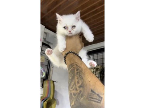 Siyah renk balgöz british shorthair