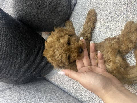 2 aylık red toy poodle